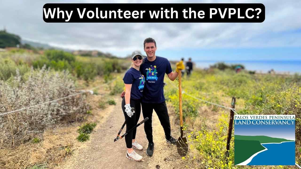 Why Should You Volunteer with the PVPLC? 🌱 🌎| Palos Verdes Peninsula Land Conservancy