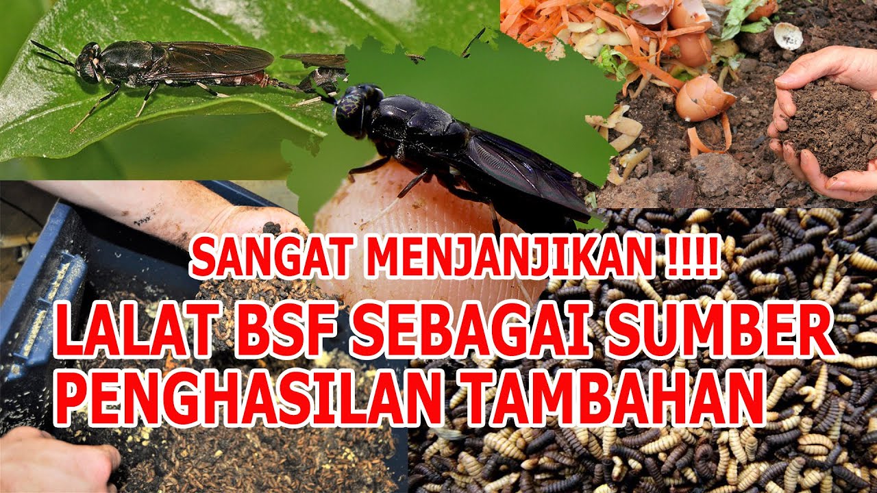 BLACK SOLDIER FLY || SELAIN BISA JADI PENGURAI LIMBAH TERNAK,LALAT INI