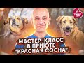 Антуан Наджарян приют "Красная Сосна" осень 2015