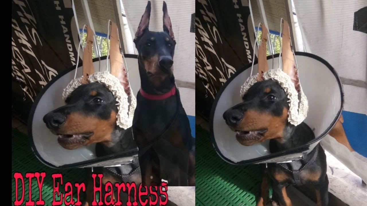 Ear posting DIY EAR HARNESS YouTube