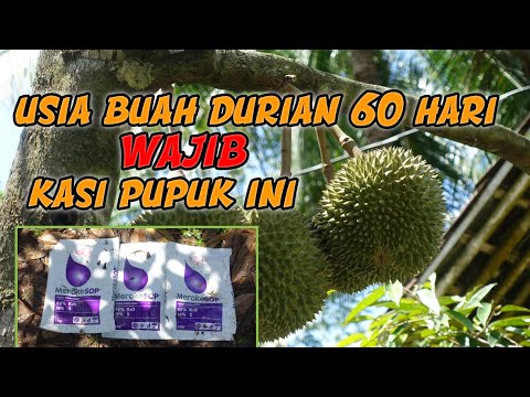 Durian Filling