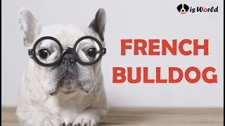 French Bulldog | Facts And Characteristics | Dog Breed Information