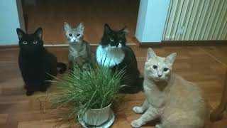 Городские коты и трава - Реакция молниеносная! - City cats and grass