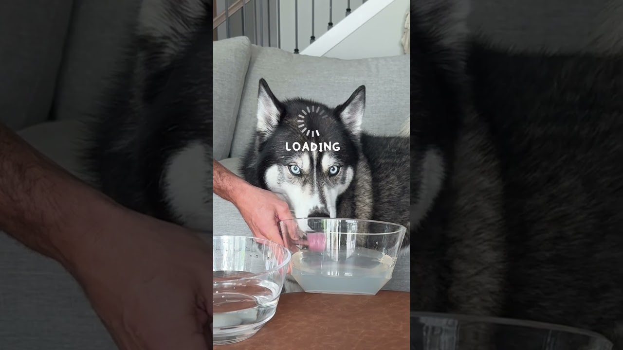 Which water will my dogs choose? 