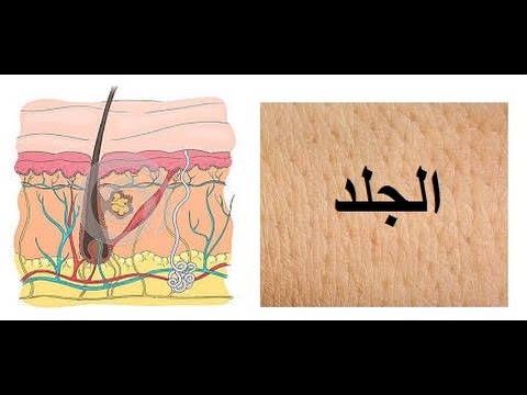 فيديو: كيف يعمل الجلد