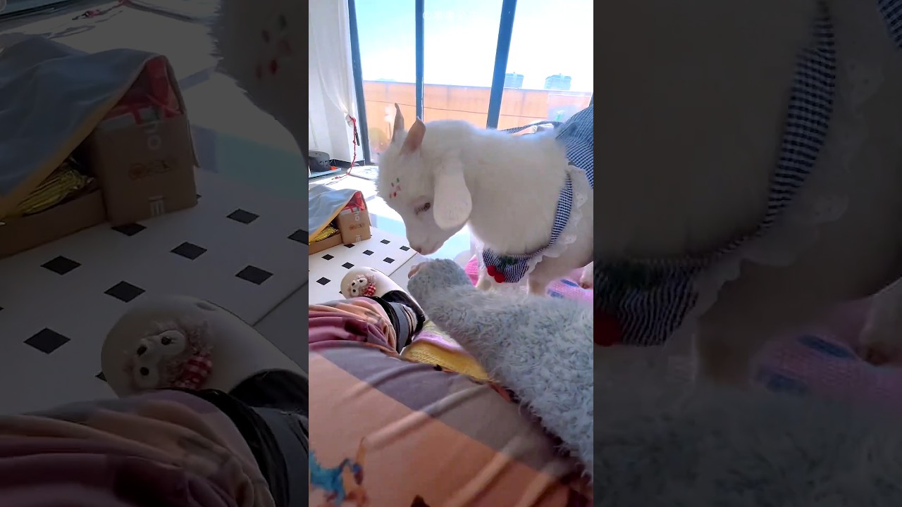 Jealous Goat Wants Owner Attention😂❤️