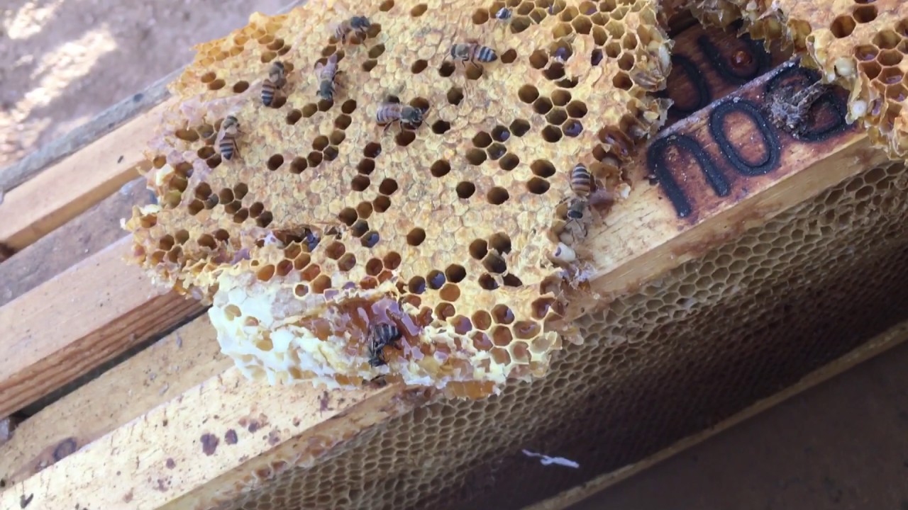 استخراج العسل الجبلي من النحل البلدي في احد الكهوف