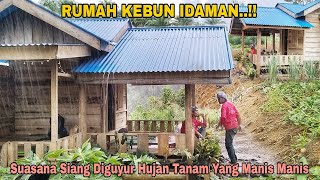 RUMAH KEBUN IDAMAN..!! Suasana Siang Diguyur Hujan Deras Tanam Yang Manis Manis..!!