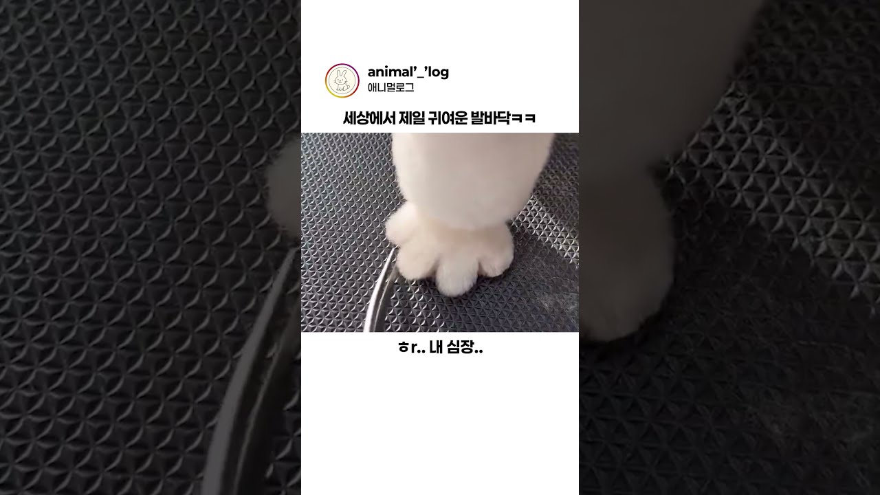 강아지 발에 무슨 짓을 한 거야ㅋㅋㅋ