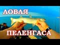 ЛОВЛЯ ПЕЛЕНГАСА НА МОРЕ