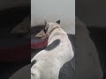La LEALTAD e INCONDICIONALIDAD de un PERRO no tienen comparación .