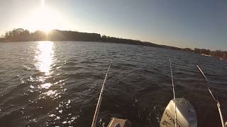 Lake Norman, Catching Hybrid's With Umbrella Rig, 12-7-14