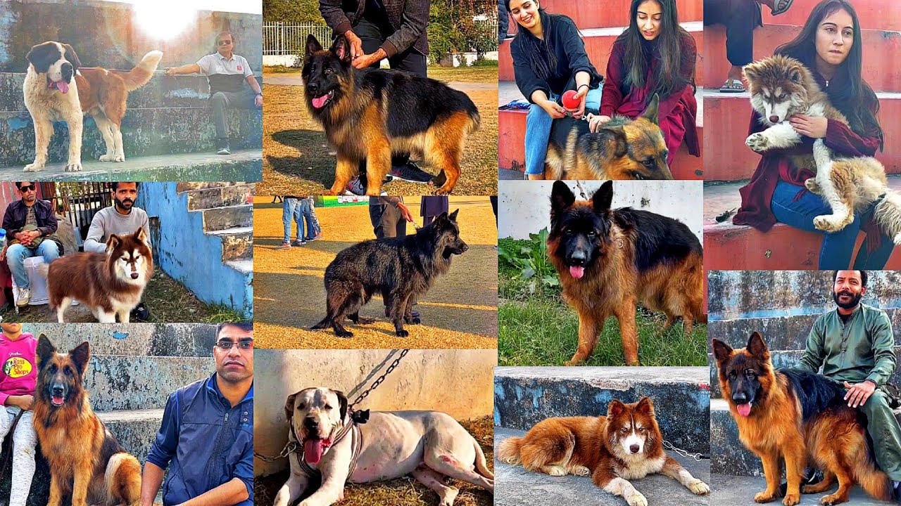 All Breed Dog Show in Pakistan 🥰 German Shepherd, Husky, Pitbull, Alabai etc 