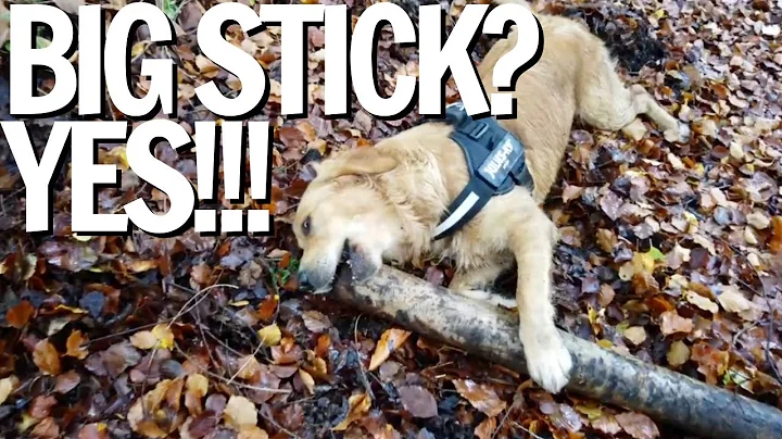 Puppy tackles a HUGE STICK - Who Wins?