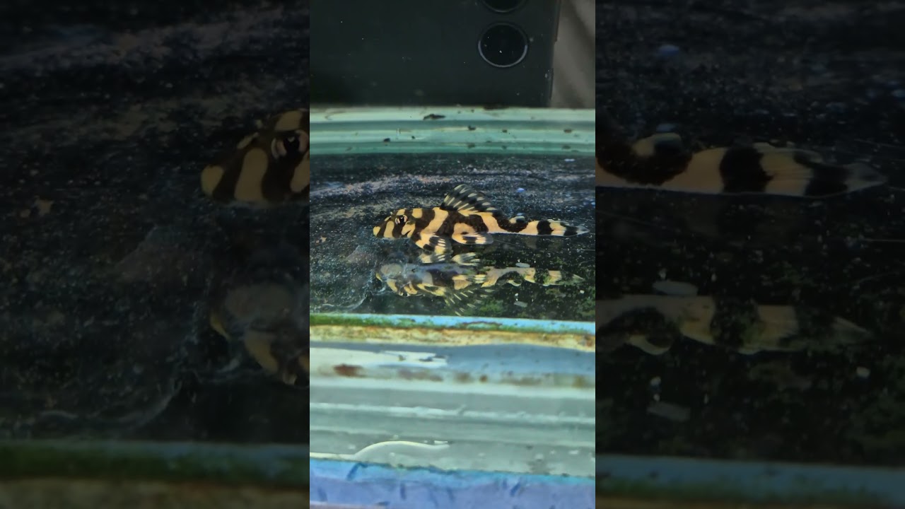 L168 Pleco