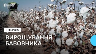 В Україні Хочуть Відродити Вирощування Бавовника, Необхідного Для Виробництва Пороху