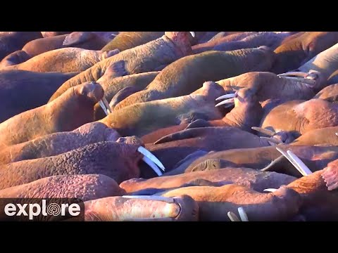 Pacific Walrus Beach - Round Island Alaska powered by Explore.org