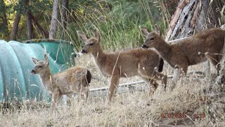 Morning Visitors, A Slideshow Video August 14th, 2024