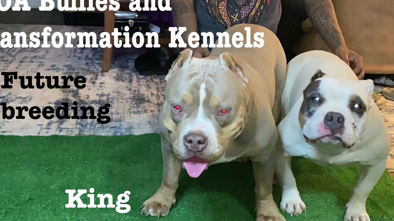 Two Cincinnati Kennels coming together MOA and Transformation Kennels 