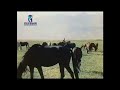 Происхождения Ахалтекинских Лошадей🐎ახალთექური ცხენის წარმოშობა❗️