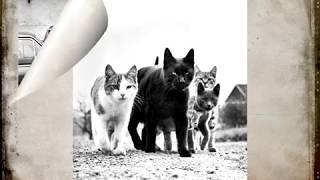 ретро- фото котиков и собачек.