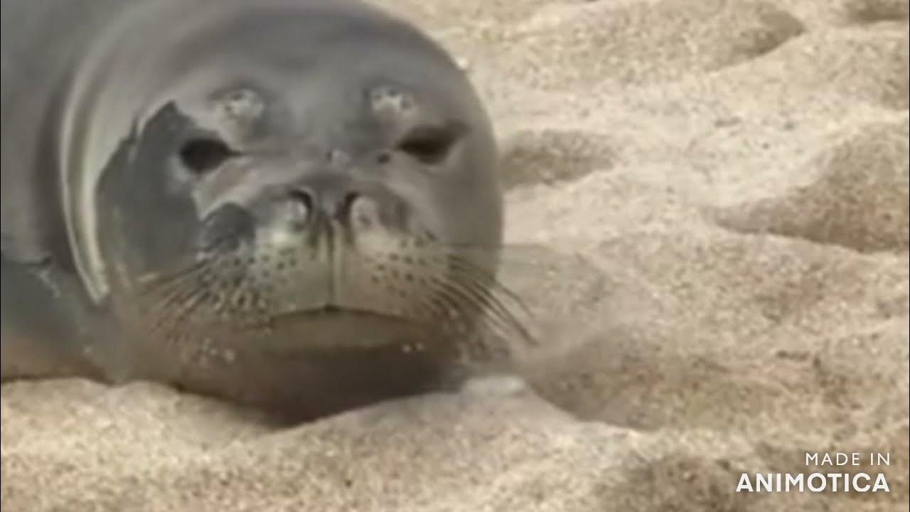 Seal farts YouTube
