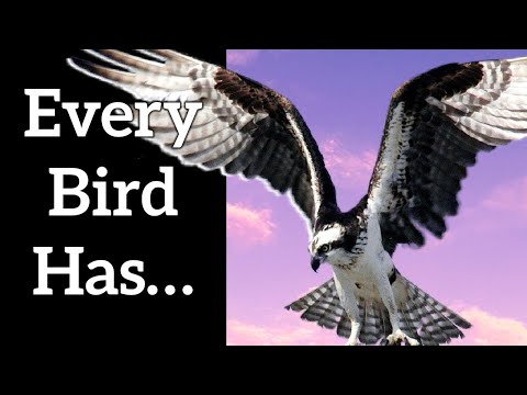 પક્ષીઓની સાર્વત્રિક લાક્ષણિકતાઓ - દરેક પક્ષી પાસે...