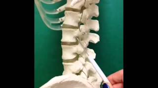 Vertebrae and Thoracic Cavity Bone Markings Quiz