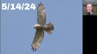 [75] 2,500 Broad-winged Hawks and a Lifer at the Braddock Bay Hawk Watch, 5/14/24