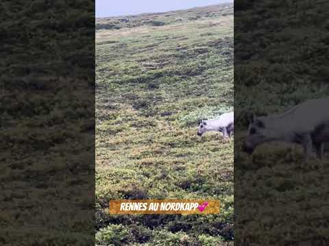 Rennes au Nordkapp ????#animaux #nordkapp #norway #animals