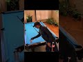 #spin the bottle pool trickshots highlights reel 