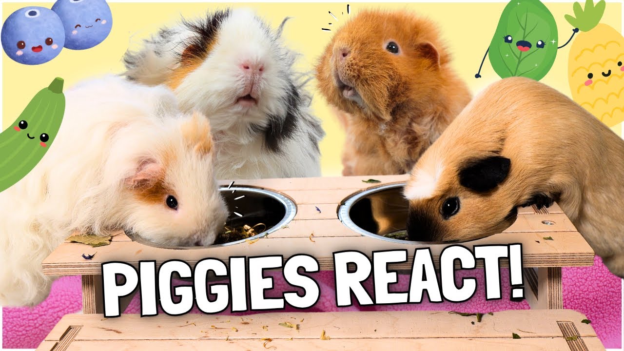 Guinea Pigs Try New Foods: Taste Testing Pignic! 🐹🍍