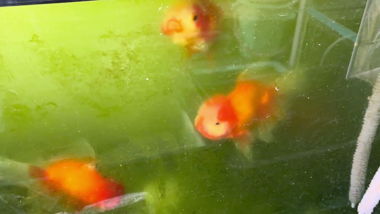 伊勢オランダ明け参歳