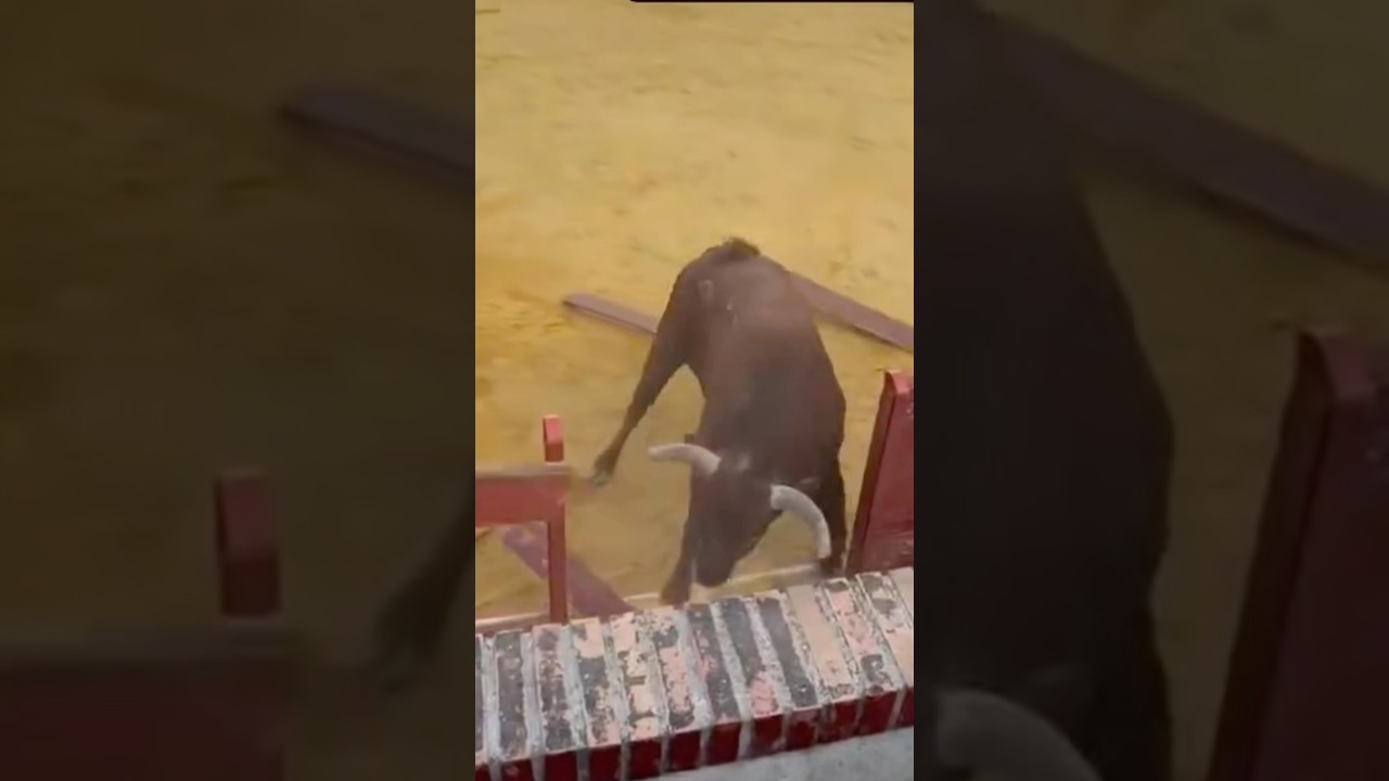 ⚠️ Toro de Arriazu destroza la plaza de toros de Utrillas #shorts