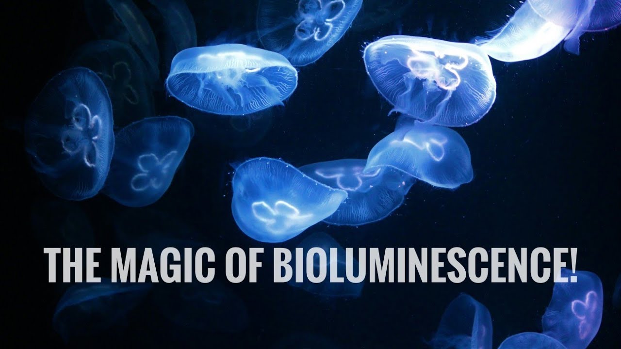 The Glowing Secrets of Bioluminescence! - YouTube
