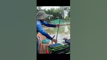 Hồ câu giải trí Hóc Môn - Ngày được 1 em trôi điên cũng đủ phê rồi - clip full ở phần mô tả #shorts