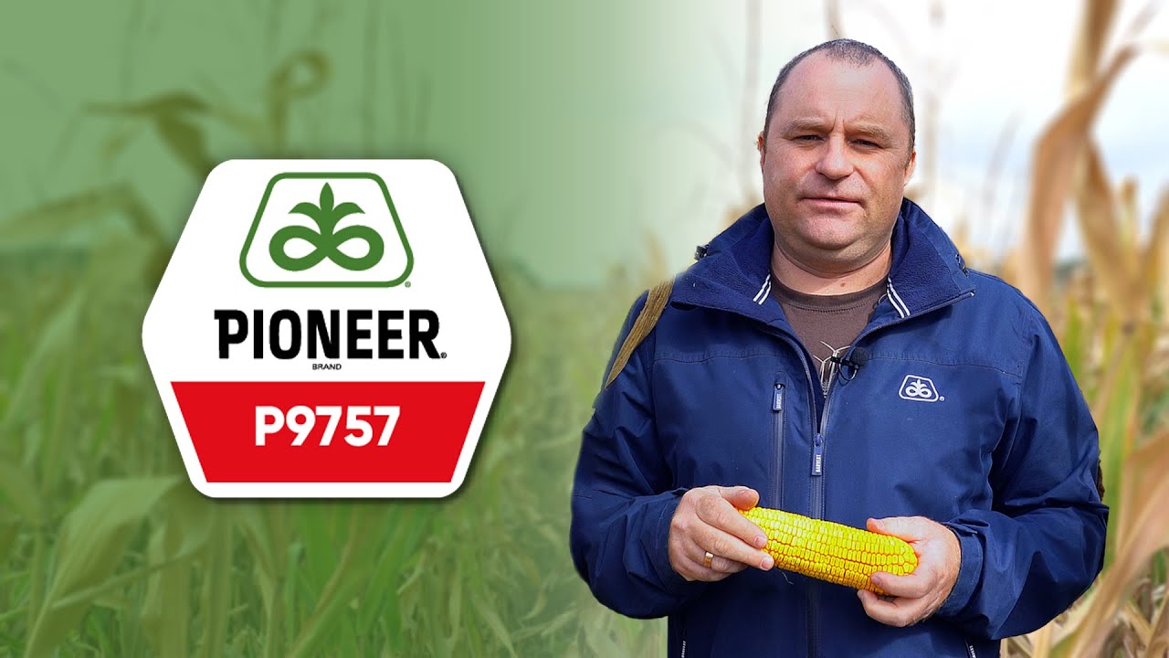 P9757 - посухостійкий гібрид кукурудзи Pioneer®