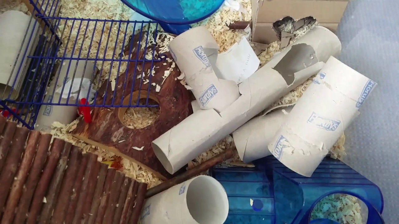 Muis Cage tour, muisjes kooi!