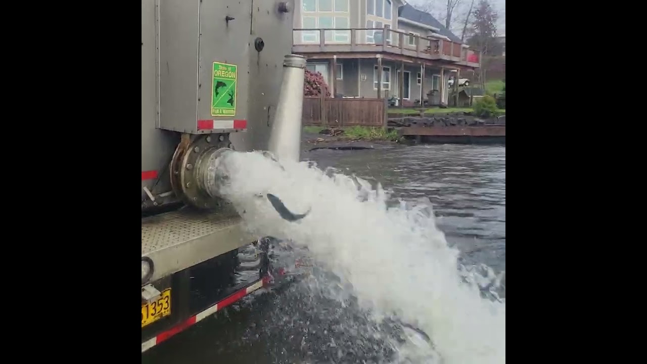 Trout stocking Devils Lake Lincoln City, Oregon