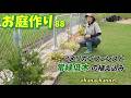 【庭作り 88】アメリカンフェンスと、常緑低木の植え込み、植えてすぐ、今年の酷暑は越えられたのか!?→越し後の姿
