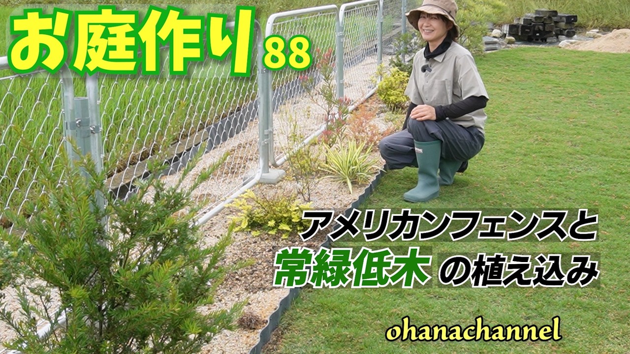 【庭作り 88】アメリカンフェンスと、常緑低木の植え込み、植えてすぐ、今年の酷暑は越えられたのか!?→越し後の姿