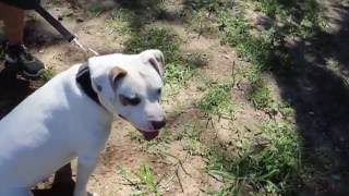 Long Island Pulse Pet of the Month