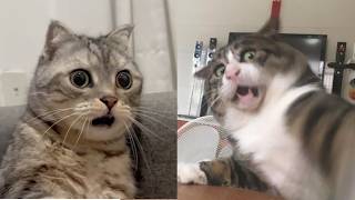 😻😂 Watch These Cats Pull Off the Funniest Fails Ever! 🤪🐱