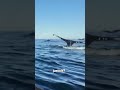 ‘They Actually Burp And Fart All The Time’ - Massive Pod of Humpbacks Leave Fishy Impression #shorts