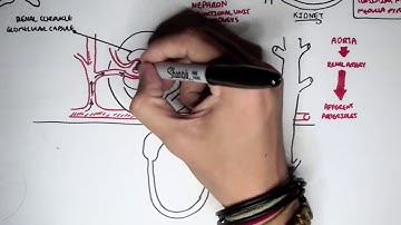 Thận học series A - Tập 1: Tổng quan về thận và nephron