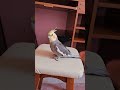Vai me levar para adoção? #memes #calopsitas #foryou #viralvideo#funny