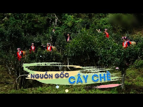 Video Nguồn Gốc Cây Chè | Nông Nghiệp Sạch - youtube