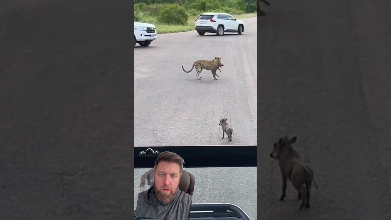 Leopard Gets Greedy and Comes Up Empty Handed