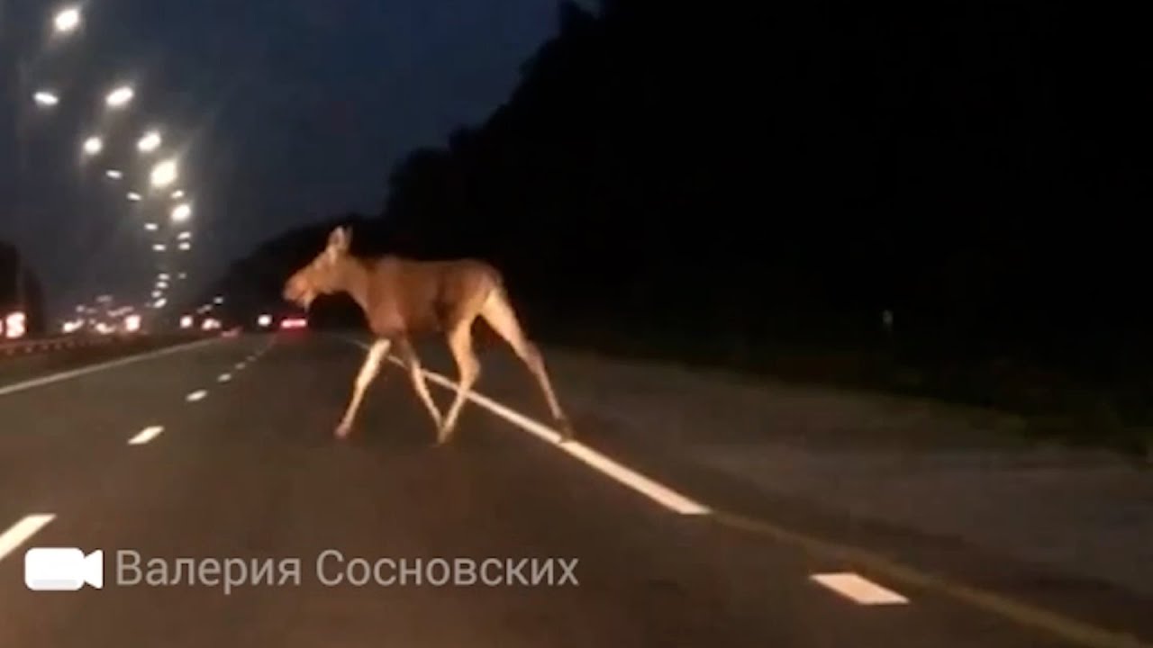 Свет лося. Олень в свете фар. Лось в машину в свете фар. Олень от света фар.