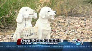 The Cochise County Sheriff's Office says residents have reported numerous coyote sightings